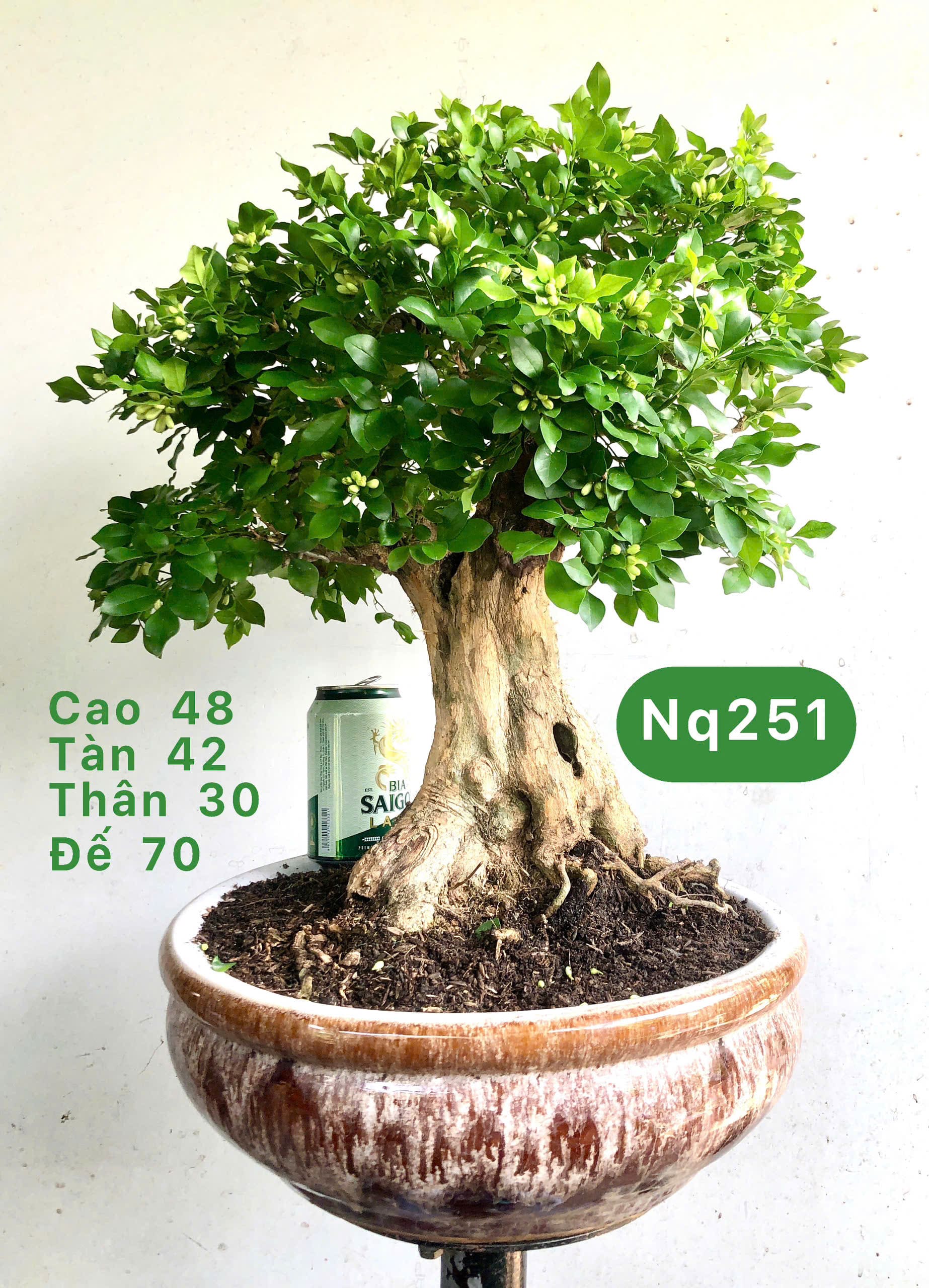 Tổng hợp cây bonsai để bàn
